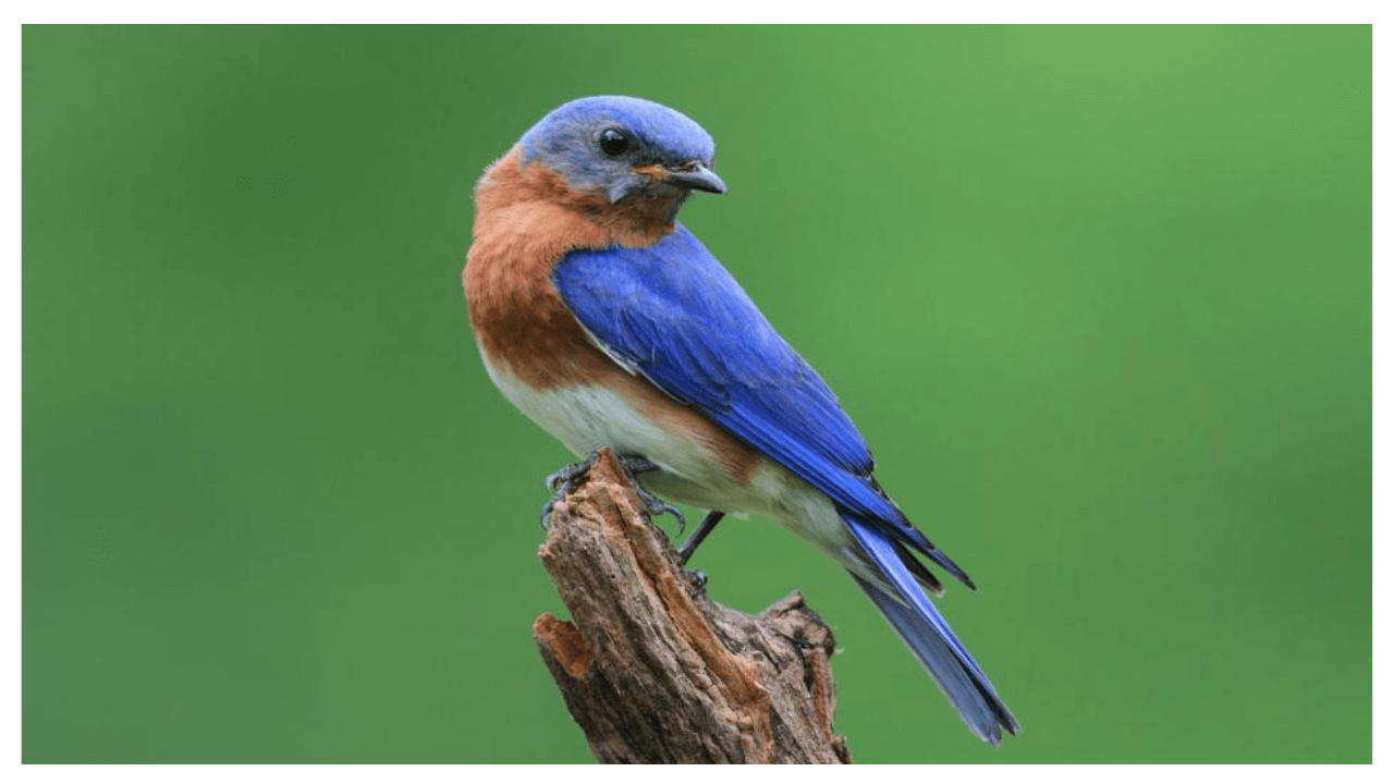 Bird Photo Quiz