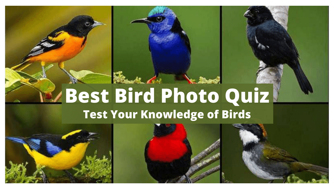 Birds Photo Quiz | Test Your Knowledge Of Birds