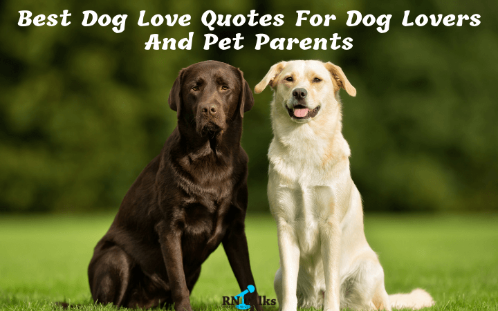 Best Dog Love Quotes For Dog Lovers And Pet Parents