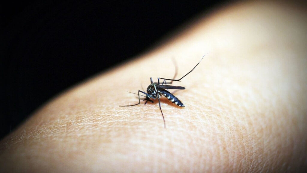 Malaria Quiz Test Your Malaria Prevention Knowledge