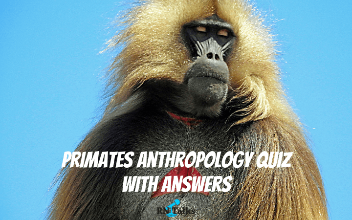 Primates Anthropology Quiz With Answers