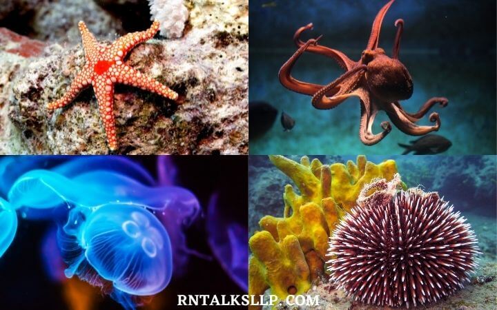 The Ultimate Sea Creature Quiz With RNTalks