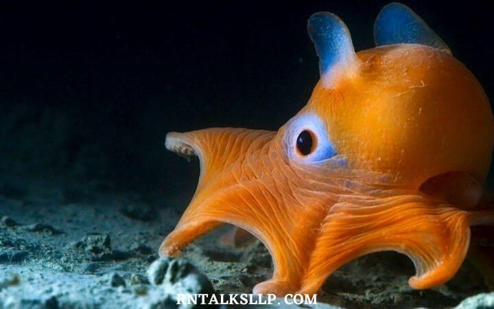 30 RNTalks Deep-Sea Creatures Quiz Questions