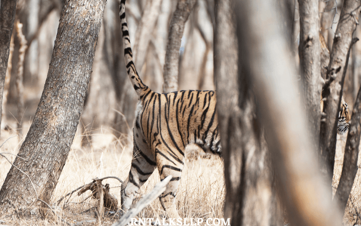 World Tiger Day Quiz | International Tiger Day Quiz | How Much Do You Know About Tigers