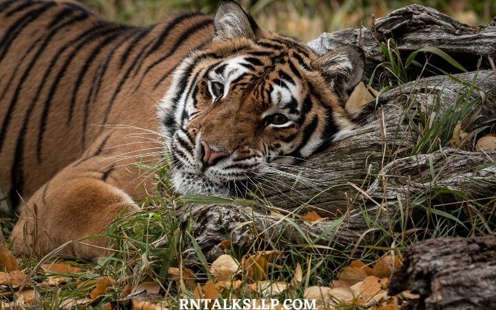 World Tiger Day Quiz | International Tiger Day Quiz | How Much Do You Know About Tigers