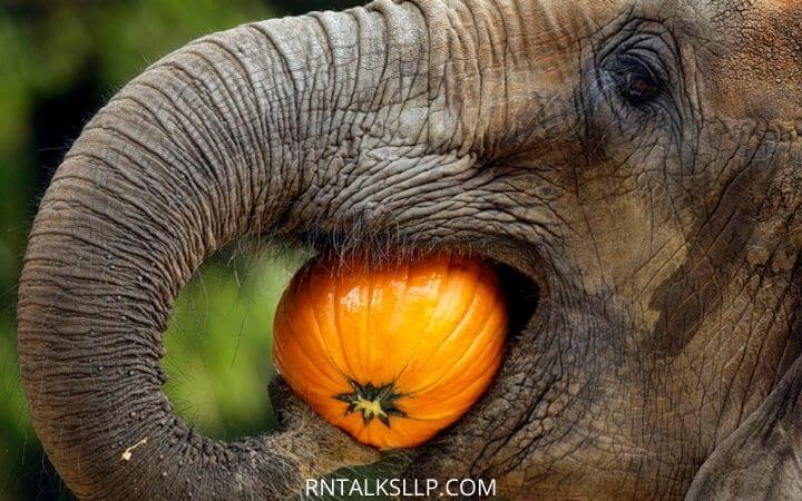 World Elephant Day Quiz With RNTalks