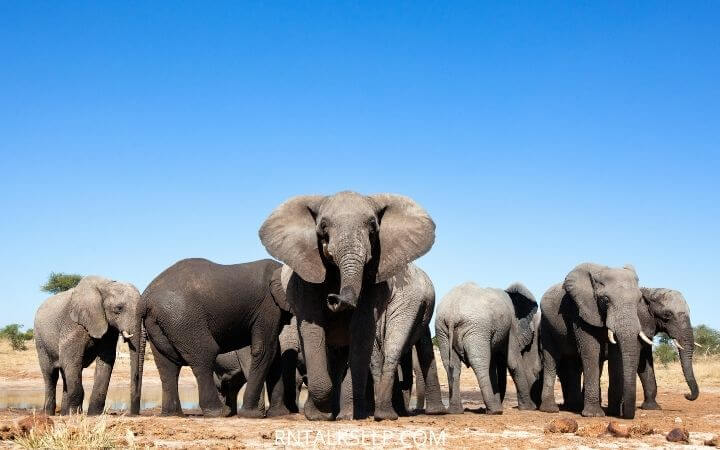 World Elephant Day Quiz With RNTalks