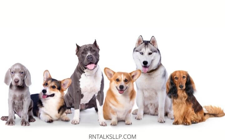 Dogs Quiz Multiple Choice | Canines Quiz With Answers