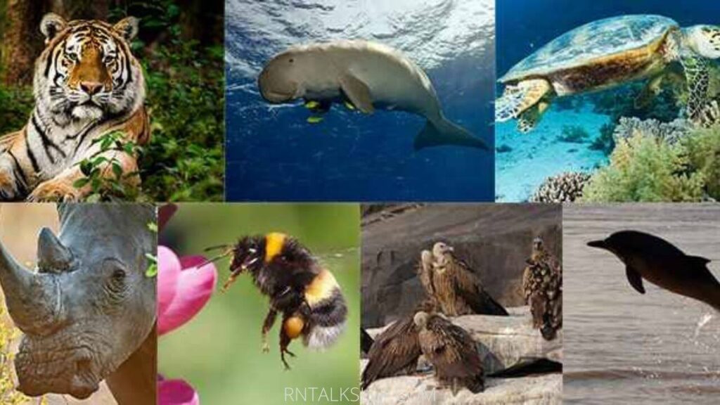 Test Your Knowledge About The Endangered Species