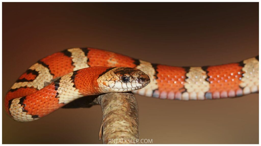 13 Snake Myths Debunked: Debunking Common Myths Surrounding Snakes!