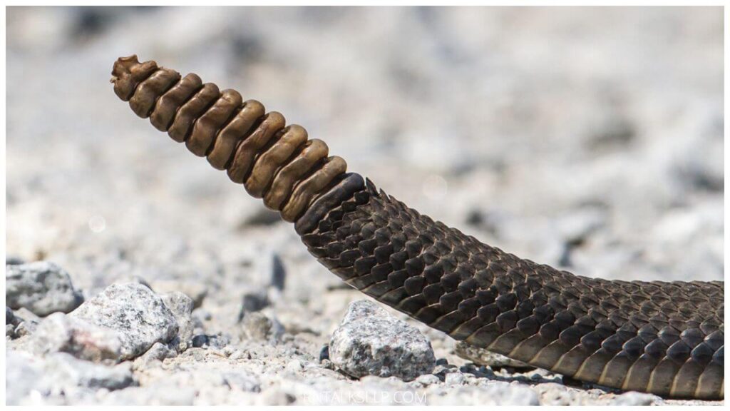 13 Snake Myths Debunked: Debunking Common Myths Surrounding Snakes!