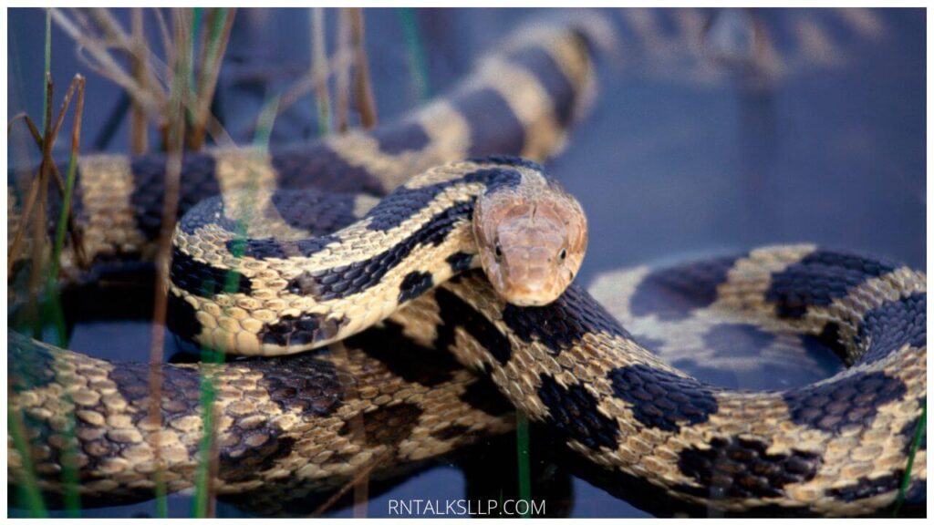 13 Snake Myths Debunked: Debunking Common Myths Surrounding Snakes!