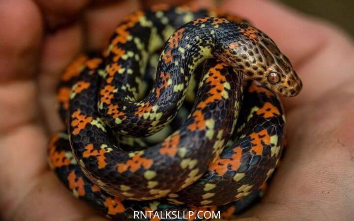 Most Beautiful And Colorful Snakes Of The World | Discover the Gorgeous Unique Snakes