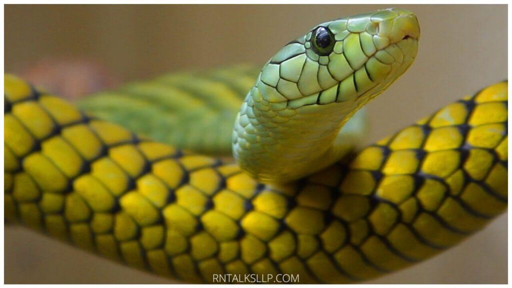 13 Snake Myths Debunked: Debunking Common Myths Surrounding Snakes!