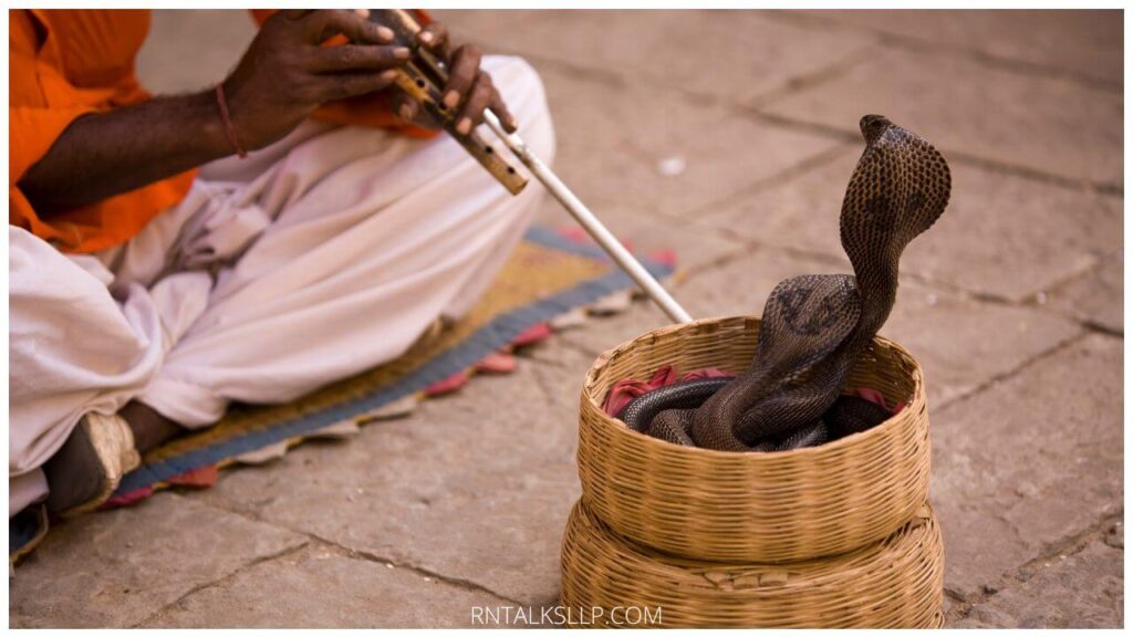 13 Snake Myths Debunked: Debunking Common Myths Surrounding Snakes!