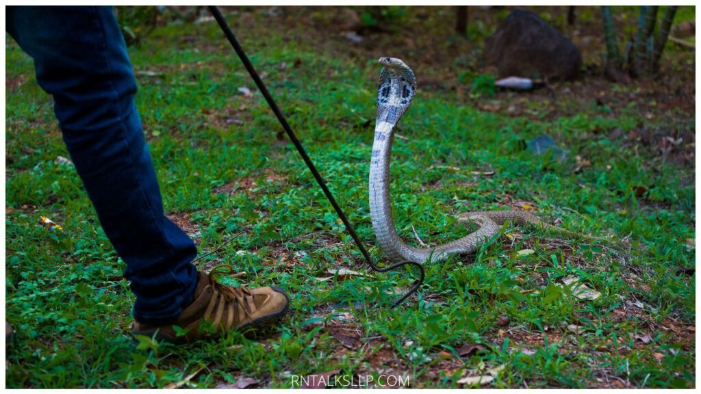13 Snake Myths Debunked: Debunking Common Myths Surrounding Snakes!