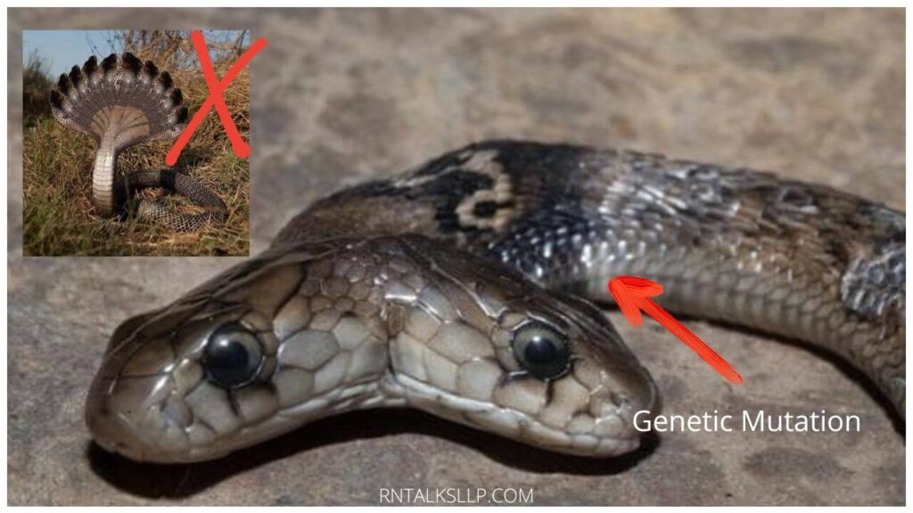 13 Snake Myths Debunked: Debunking Common Myths Surrounding Snakes!