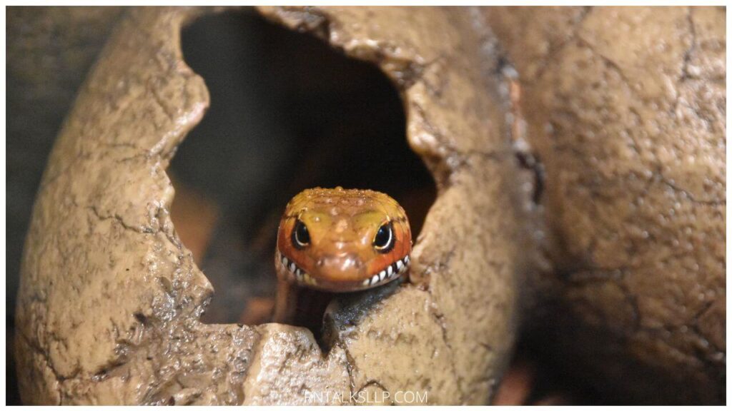 13 Snake Myths Debunked: Debunking Common Myths Surrounding Snakes!
