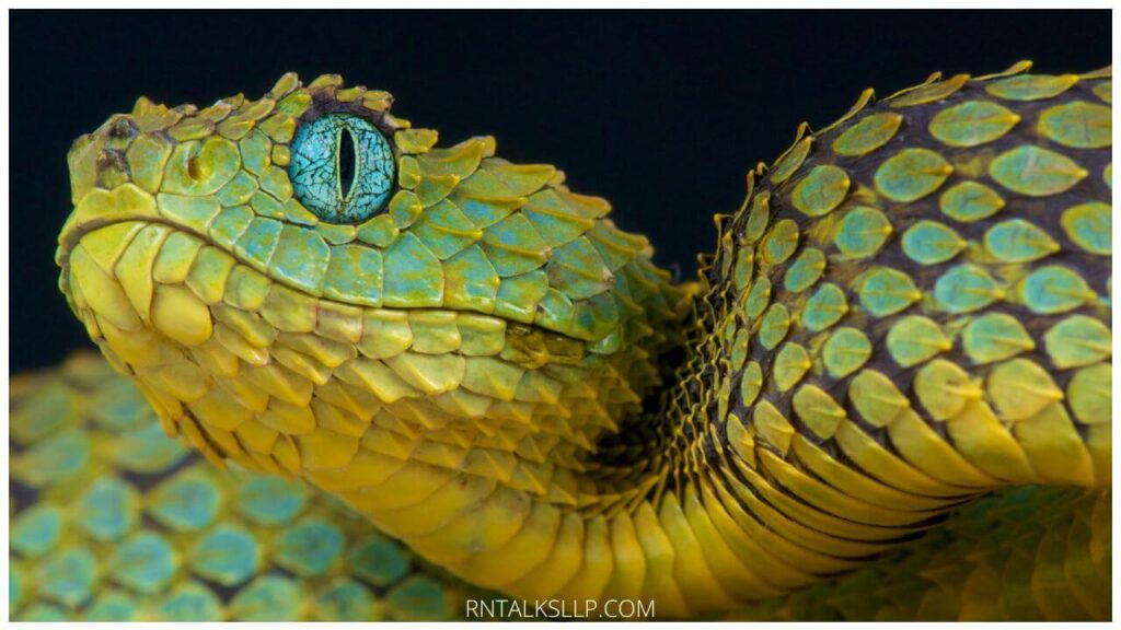 13 Snake Myths Debunked: Debunking Common Myths Surrounding Snakes!