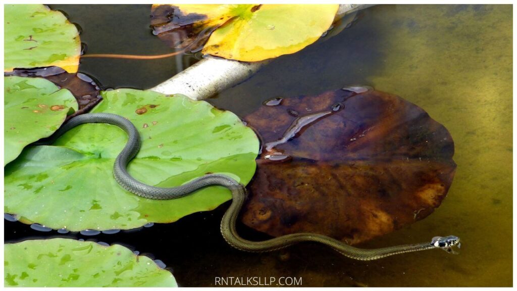 13 Snake Myths Debunked: Debunking Common Myths Surrounding Snakes!