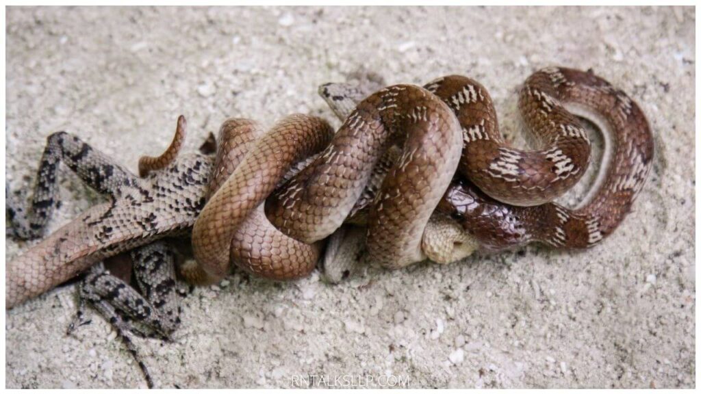 13 Snake Myths Debunked: Debunking Common Myths Surrounding Snakes!