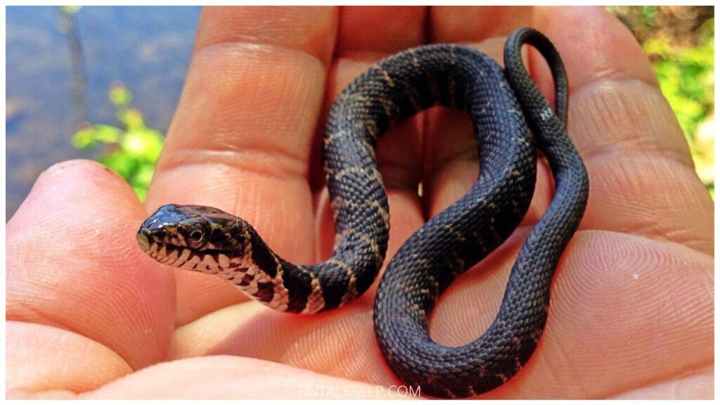 13 Snake Myths Debunked: Debunking Common Myths Surrounding Snakes!