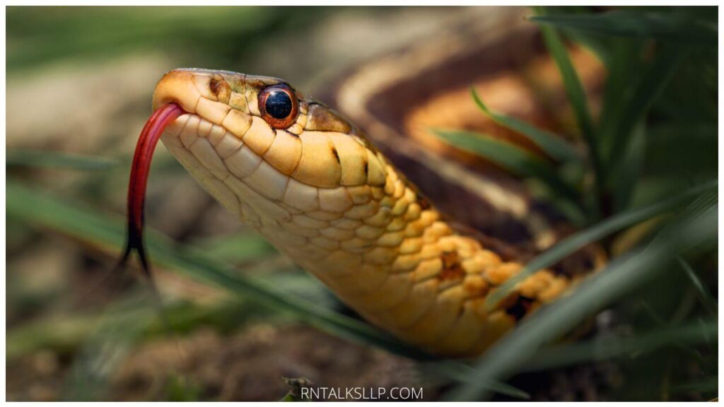 13 Snake Myths Debunked: Debunking Common Myths Surrounding Snakes!