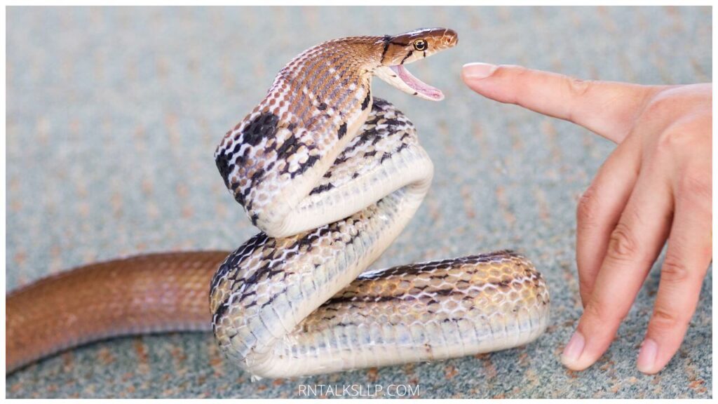 13 Snake Myths Debunked: Debunking Common Myths Surrounding Snakes!