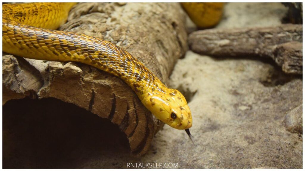13 Snake Myths Debunked: Debunking Common Myths Surrounding Snakes!