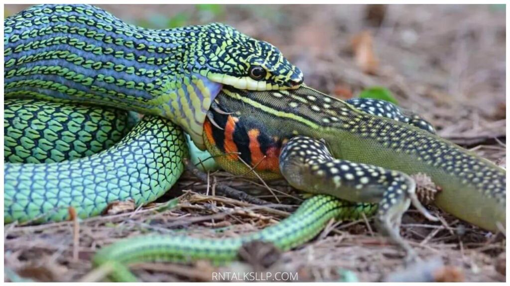13 Snake Myths Debunked: Debunking Common Myths Surrounding Snakes!