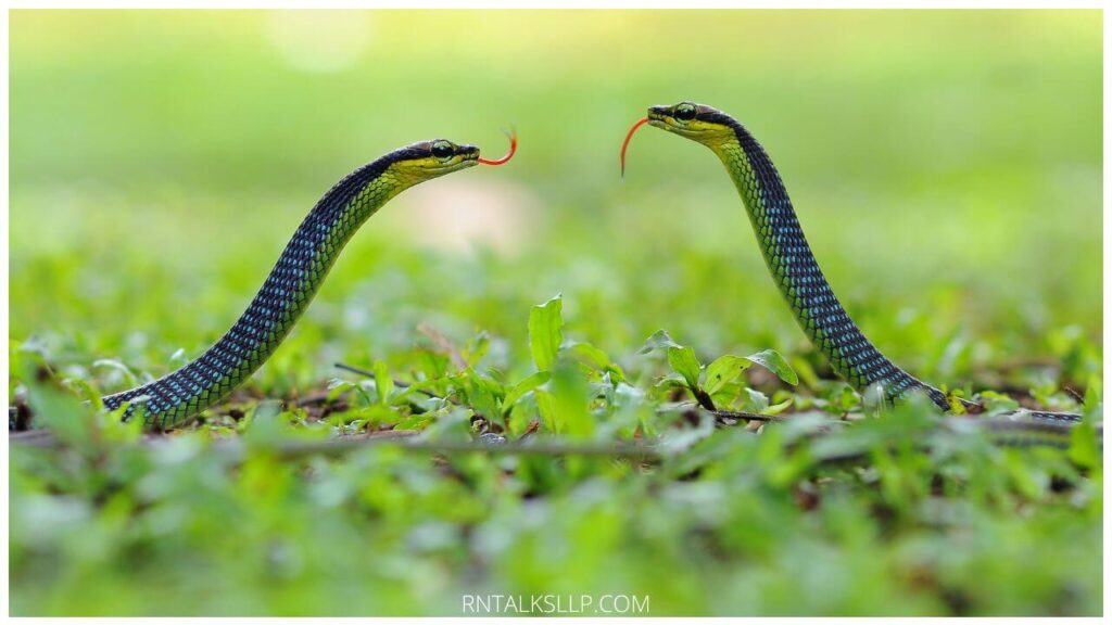 13 Snake Myths Debunked: Debunking Common Myths Surrounding Snakes!