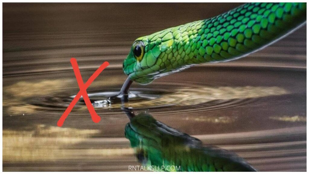 13 Snake Myths Debunked: Debunking Common Myths Surrounding Snakes!
