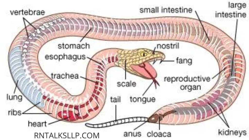 13 Snake Myths Debunked: Debunking Common Myths Surrounding Snakes!