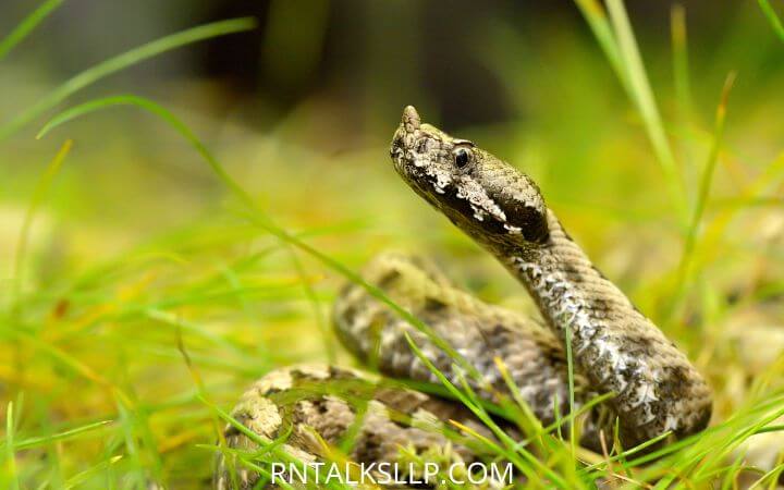 Snakes of the World | International Snake Day