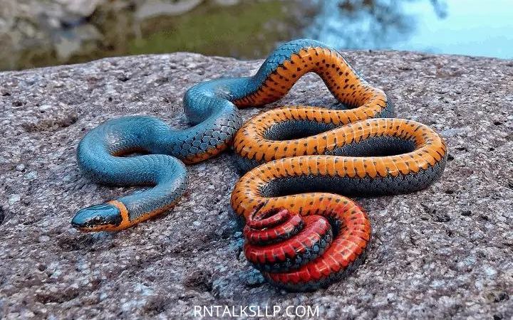 Most Beautiful And Colorful Snakes Of The World | Discover the Gorgeous Unique Snakes