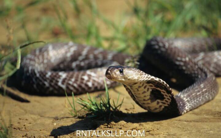 Snake Quiz on Snakes of the World | International Snake Day Part-2