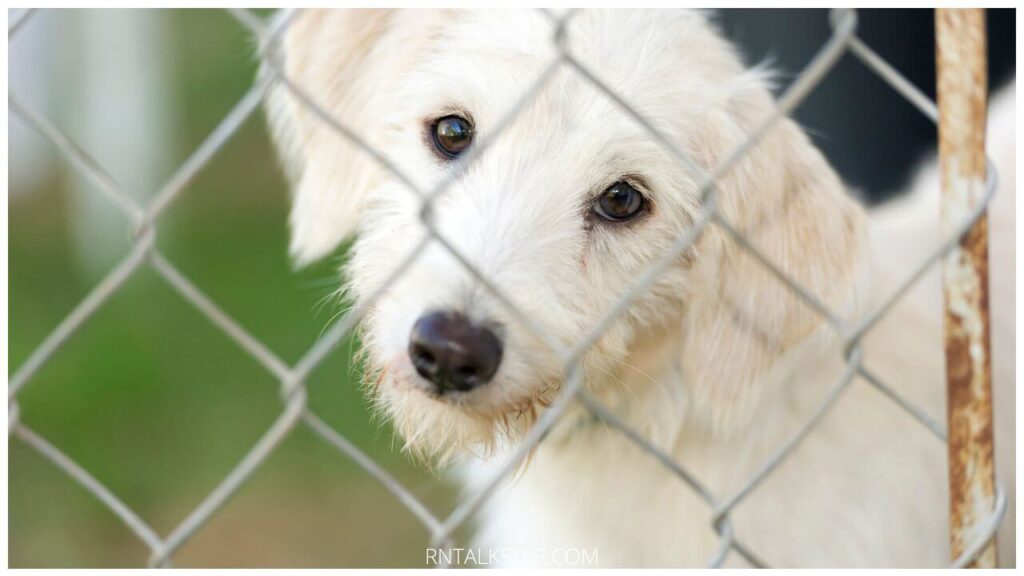 Shelter Myths Debunked: Myths About Animal Shelter Pets Debunked